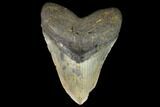 Giant, Fossil Megalodon Tooth - North Carolina #124557-1